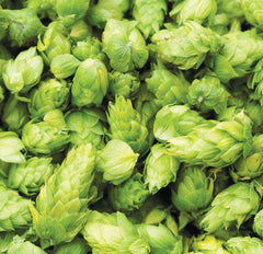 Hop Cones (Hop Flowers / Leaf Hops) Supplied Vacuum Packed in Heavy Duty Resealable Pouch - East Kent Goldings 50g
